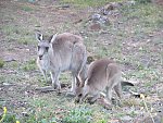 Kängurus in Canberra